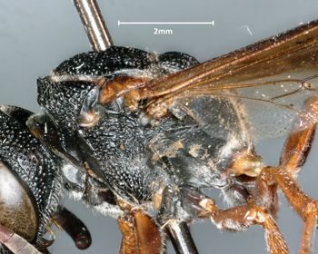 Media type: image;   Entomology 32446 Aspect: thorax lateral